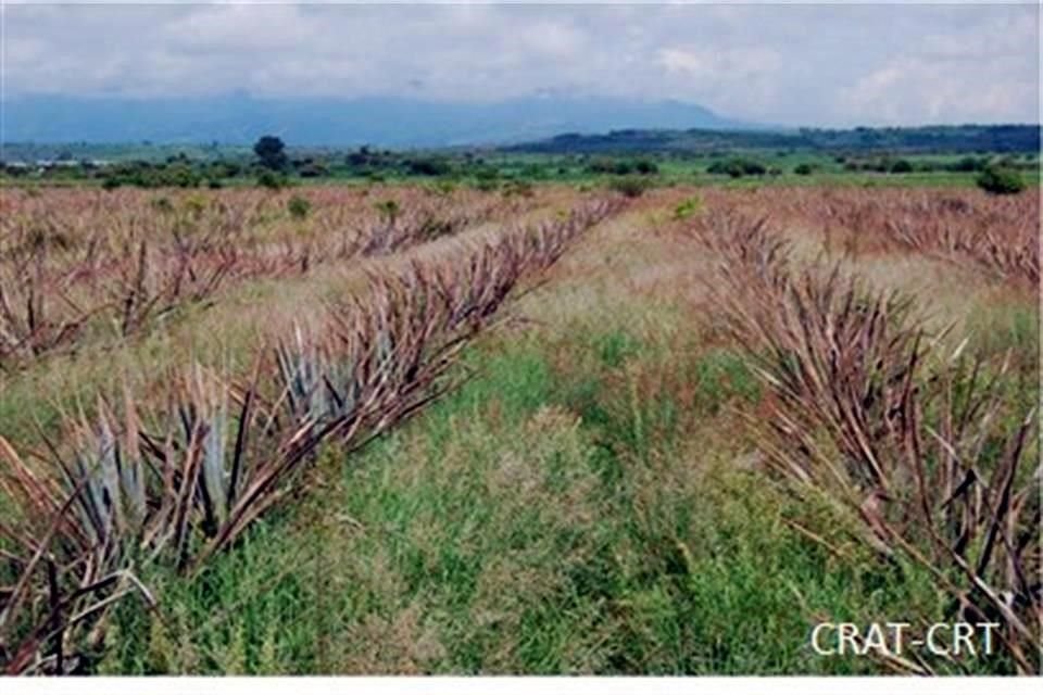 El picudo del agave es la plaga más dañina en este cultivo.