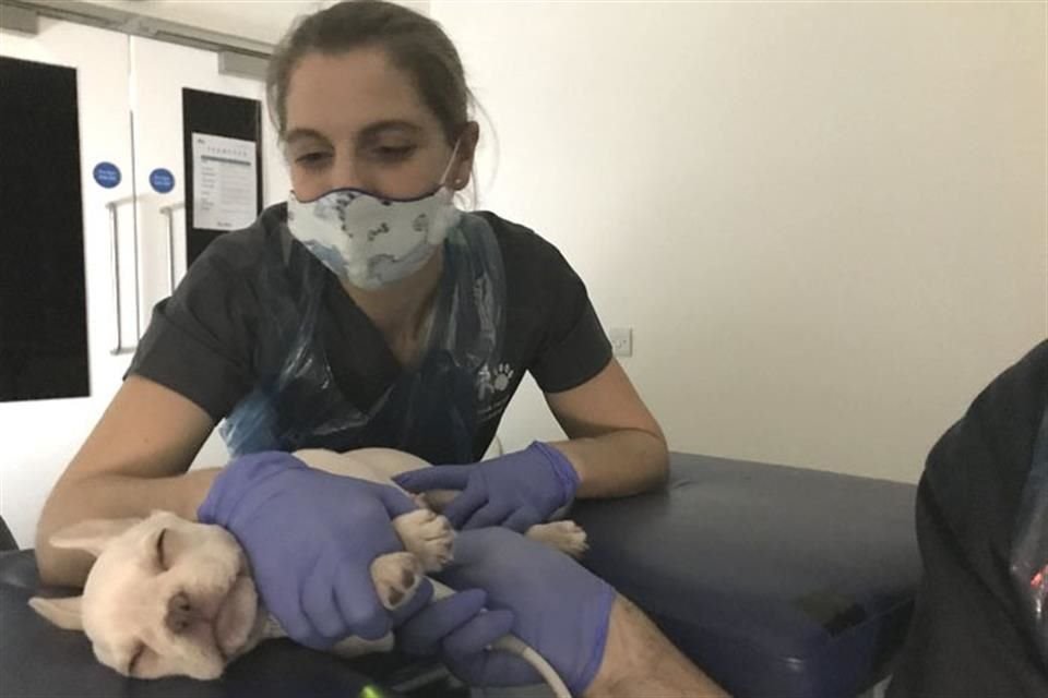 La variante Alfa del SARS-CoV-2 puede infectar a gatos y perros. Expertos aclaran que personas transmiten virus a animales, no viceversa.