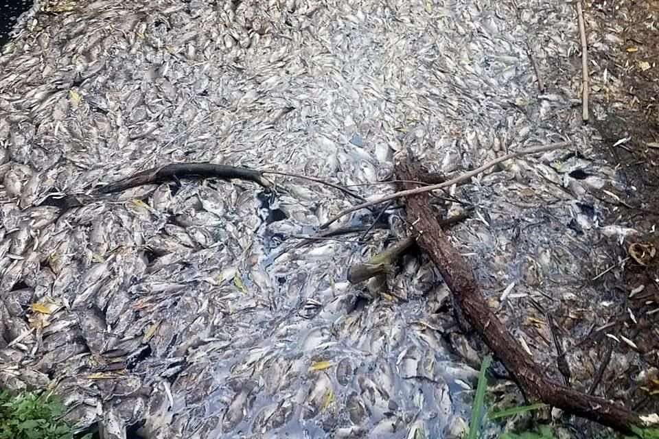 ECOCIDIO... Toneladas de mojarras y tilapias han muerto en Ayotlán.