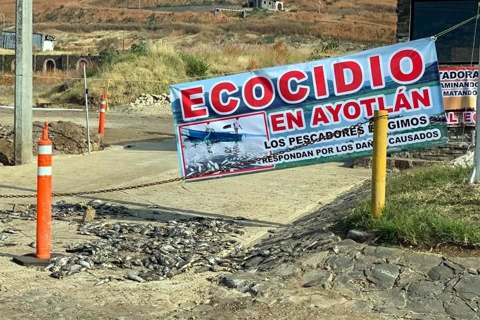 Autoridades ambientales y estatales facilitaron al Ayuntamiento de Ayotlán maquinaria para el retiro de los peces muertos, que ascendieron a 60 toneladas.
