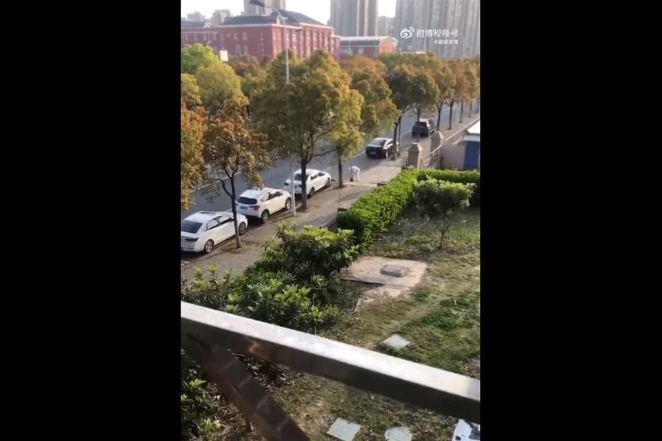 Un perro de raza corgi fue golpeado hasta la muerte en Shanghái, China, por miedo a que estuviera infectado con el Covid-19.