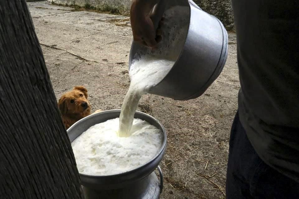 Para 2022, Segalmex-Liconsa prevé acopiar 755 millones de litros de leche fresca de los ganaderos nacionales.