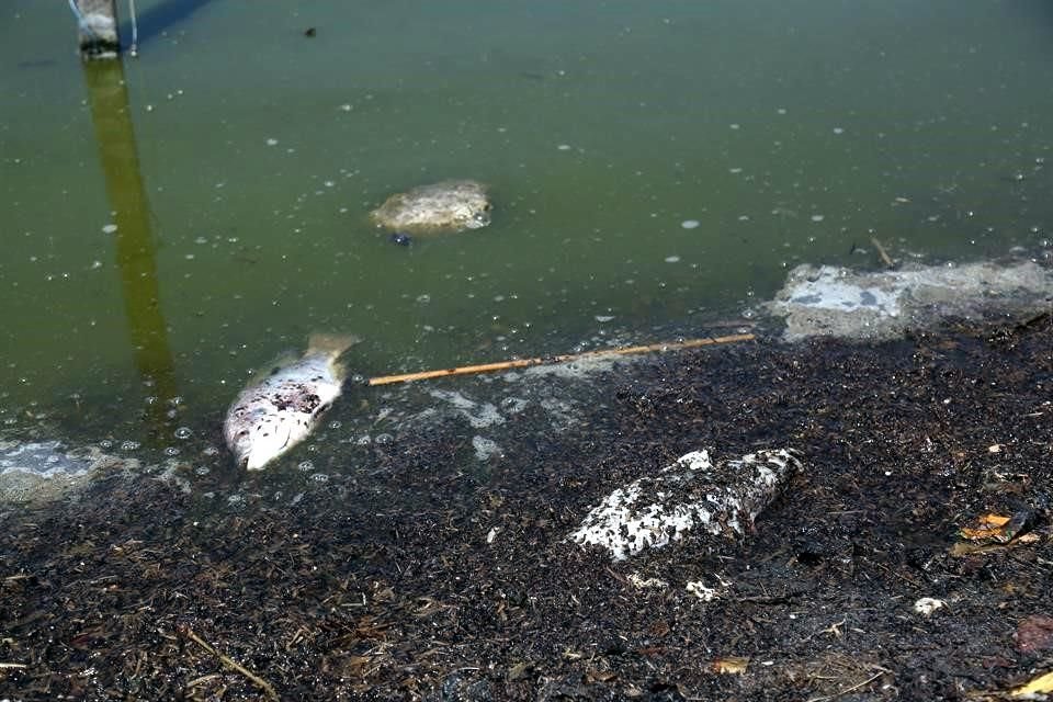 No sólo la basura 'nada' en la laguna de Cajititlán, sino también metales pesados.