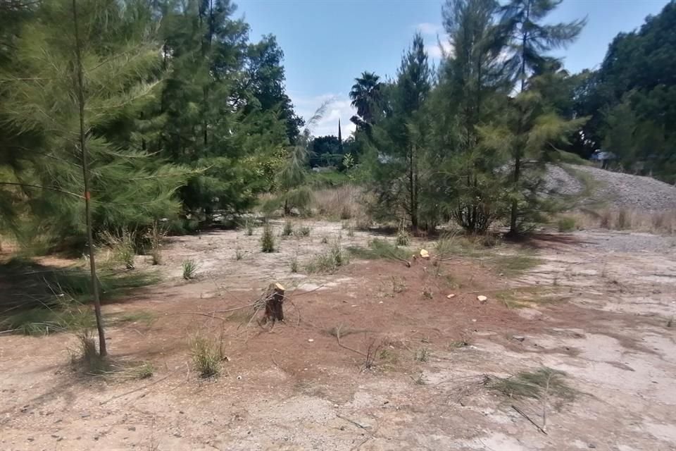 Restos de los árboles derribados en San Rafael, debido a la construcción de un colector pluvial.