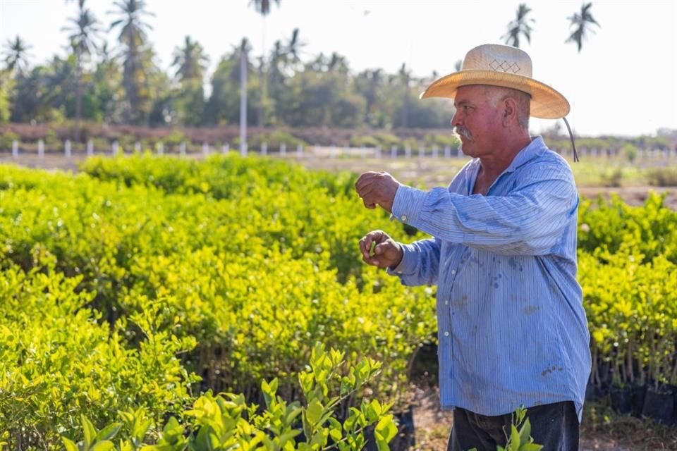 Amado García es productor de limones en Colima desde hace 14 años.