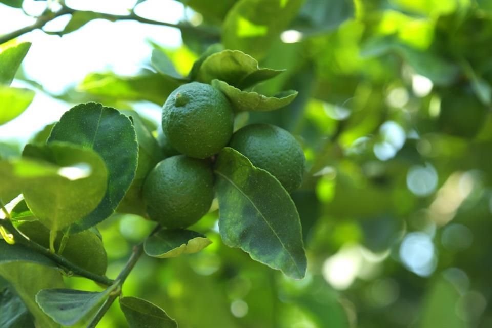 La producción de limón de Colima se da durante todo el año con un buen manejo de planta,