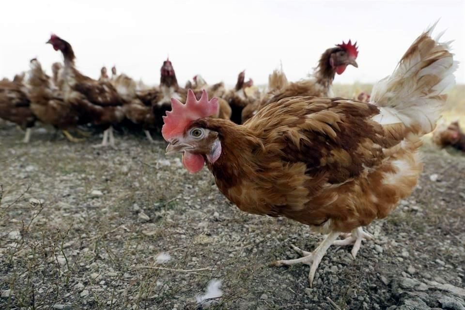 La muerte de pollos, pavos y otras aves supera el récord anterior de 50.5 millones de aves sacrificadas o fallecidas en un brote del 2015.