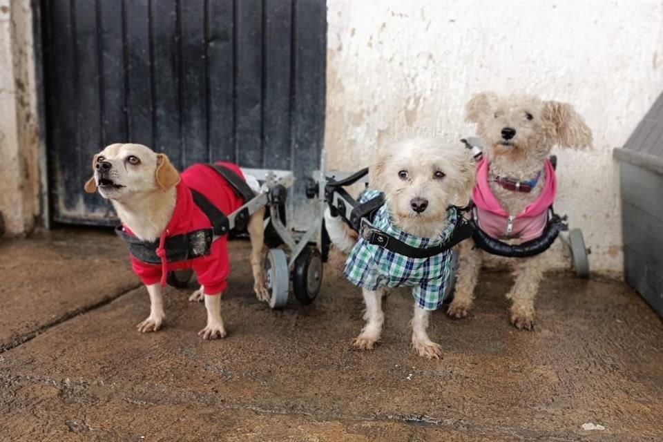 El refugio Buenos Chicos rescata perros maltratados, pero tambin acoge a aquellos que nacieron o adquirieron alguna discapacidad.