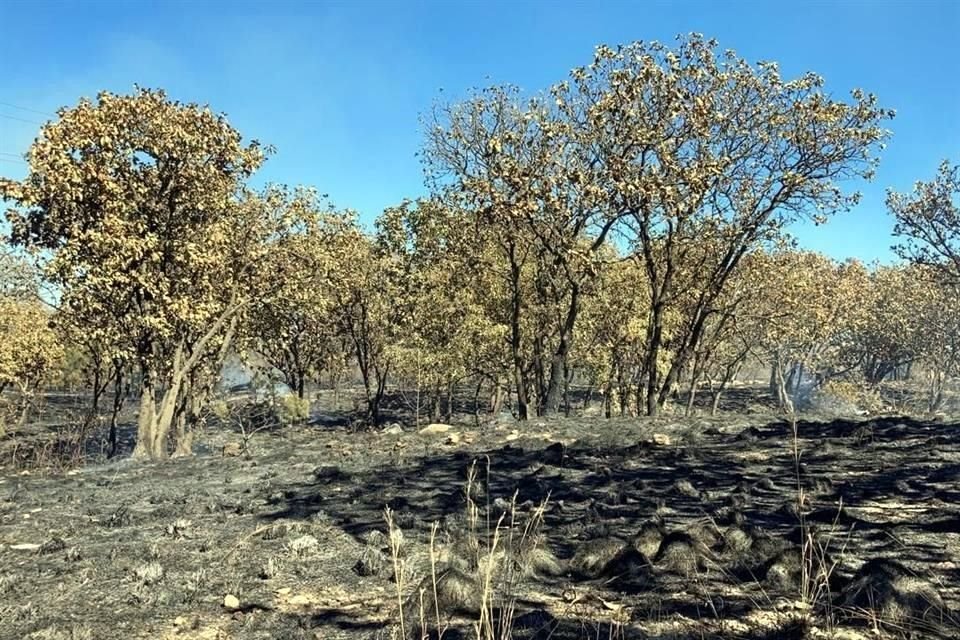 El Bosque El Nixticuil ha registrado un incremento de 44 por ciento en la incidencia de quemas dentro del área protegida.