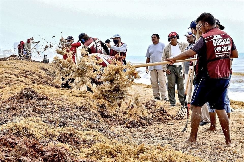 La llegada de sargazo en las playas de la zona hotelera de Tulum afecta actividad turística del lugar.