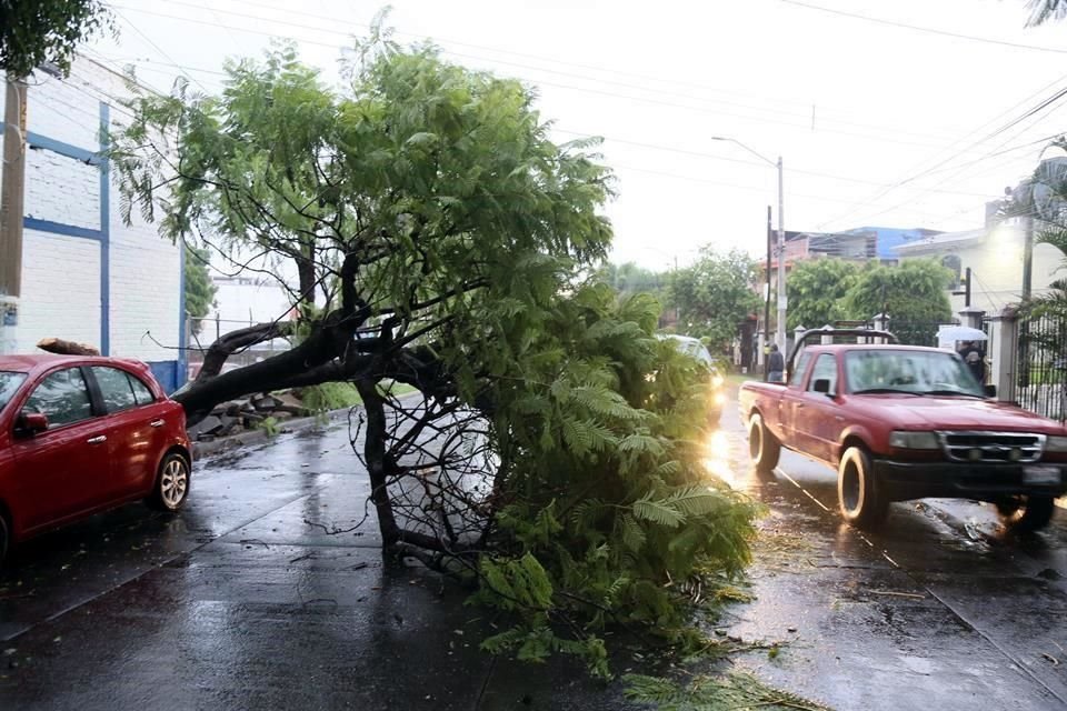 Este árbol cayó en calle Parras, entre Calzada de Córdoba y Calzada Xochimilco.