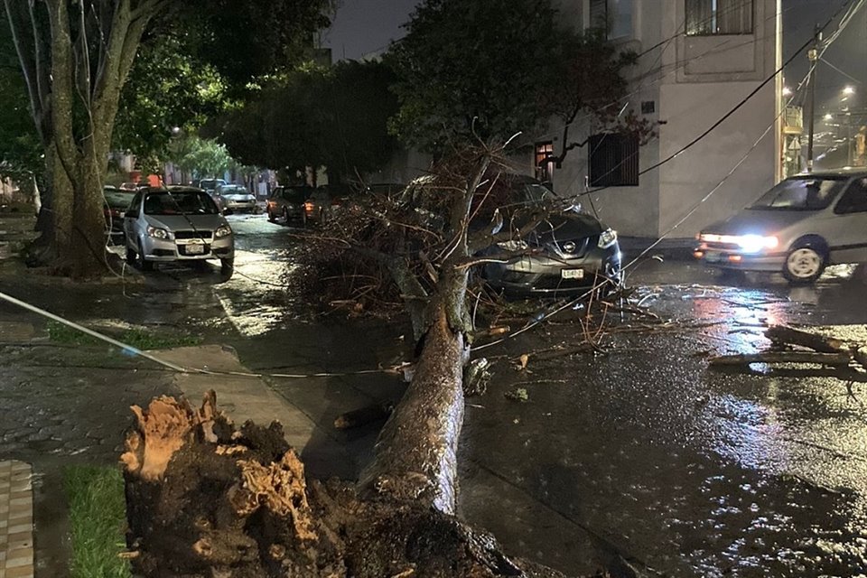 Un árbol cayó sobre un auto en la Calle Diagonal Manuel Cambre esquina con Jaime Nuno, en la Colonia Villaseñor.