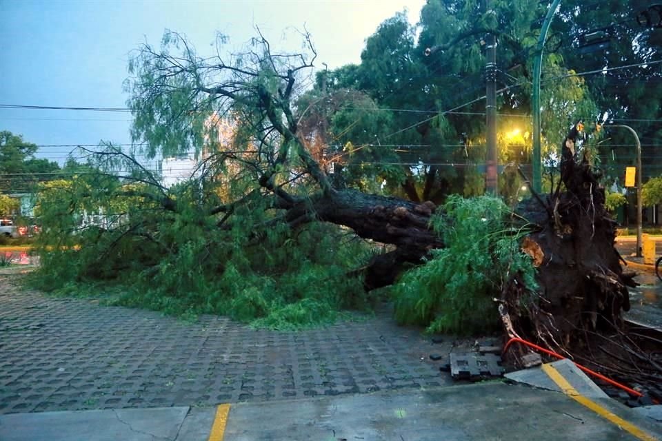 Un árbol cayó por la lluvia en el cruce de Tepeyac y Antonio Valeriano.