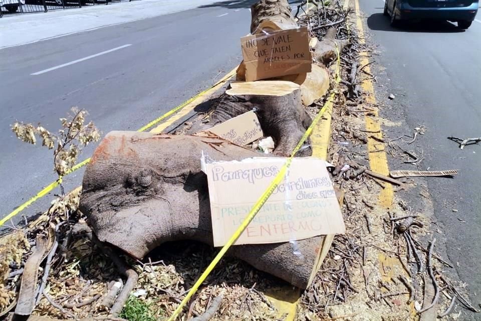 Vecinos lamentan la tala de un árbol que se ubicaba sobre el camellón de Avenida Sierra de Mazamitla, casi esquina 18 de Marzo.