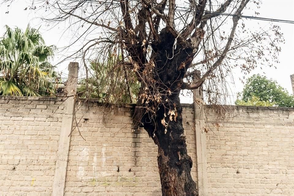 El árbol seco en la  Calle 6 de Enero, entre Avenida Guadalajara y Cerrada de Manzana, en la colonia Jardines de Nuevo México, tiene preocupados a los vecinos.