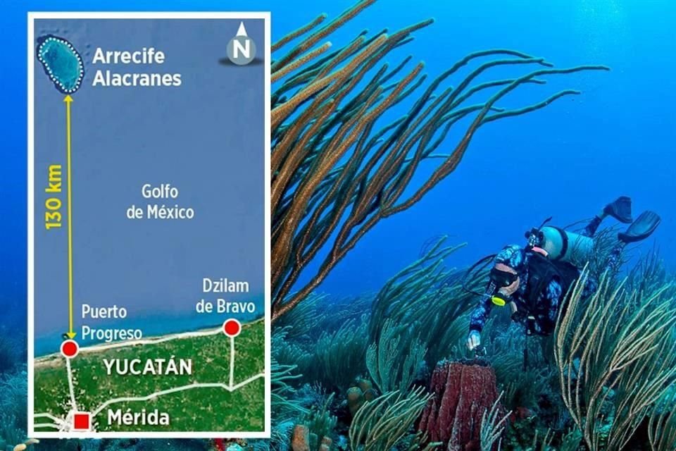 ¿Qué secretos resguardan los arrecifes coralinos de una de las regiones de mayor riqueza marina en el Golfo de México?