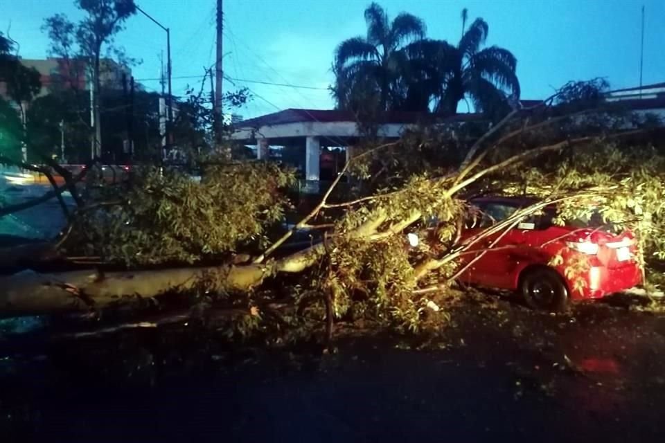 El árbol colapsó sobre el vehículo en el cruce de Paseo Arboledas y Lázaro Cárdenas.