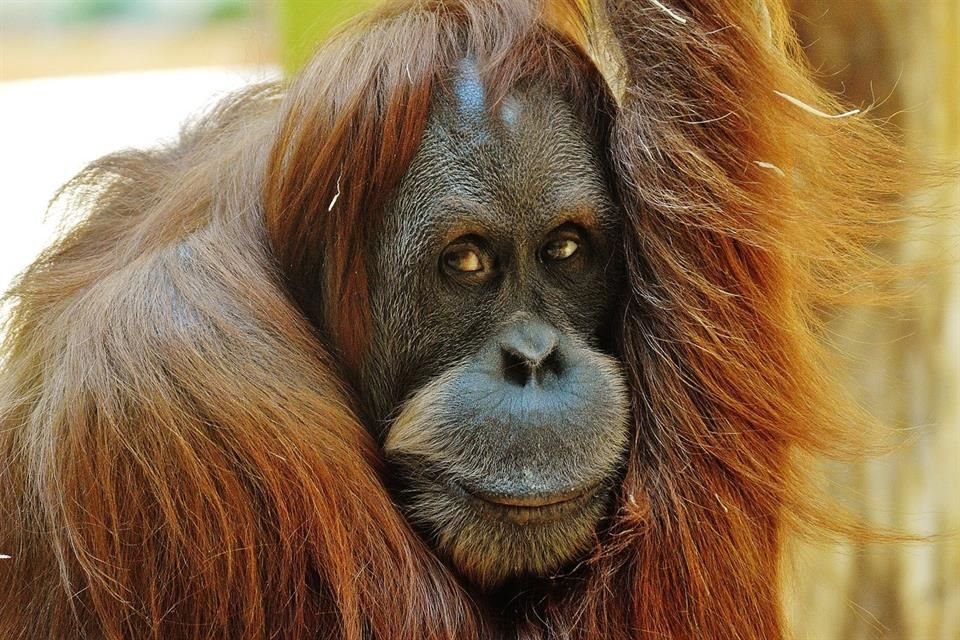En Estados Unidos, los orangutanes fueron de las primeras especies en recibir una vacuna experimental contra el Covid-19.