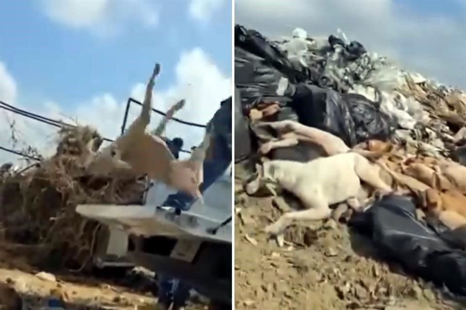 Perros sacrificados son arrojados al basurero por trabajadores del municipio de Piedras Negras, Coahuila.
