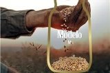 articulo relacionado